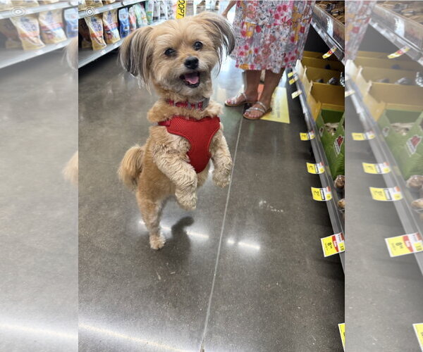 Medium Photo #2 Shih Tzu Puppy For Sale in Euless, TX, USA