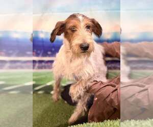 Linus (AL) - Male Mutt Dog for Adoption - Photo #2
