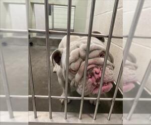 Bulldog Dogs for adoption in Upland, CA, USA