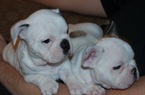 Small Photo #7 French Bulldog Puppy For Sale in GAINESVILLE, GA, USA