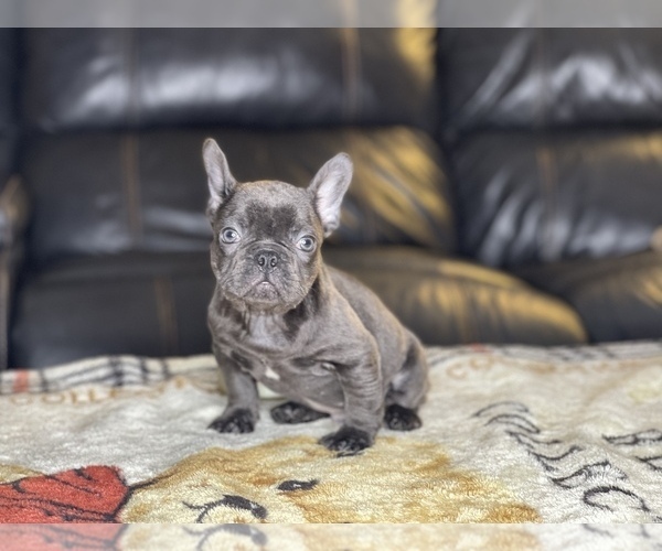 Medium Photo #3 French Bulldog Puppy For Sale in SEATTLE, WA, USA