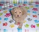 Small Photo #8 Cockapoo-Poodle (Miniature) Mix Puppy For Sale in ORO VALLEY, AZ, USA