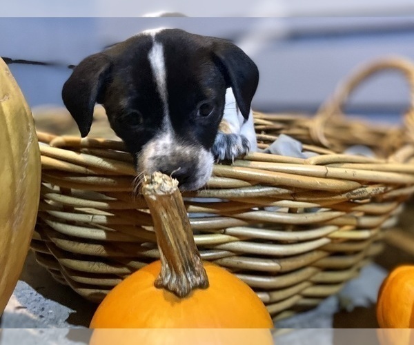 Medium Photo #4 Mutt Puppy For Sale in GRIFFIN, GA, USA