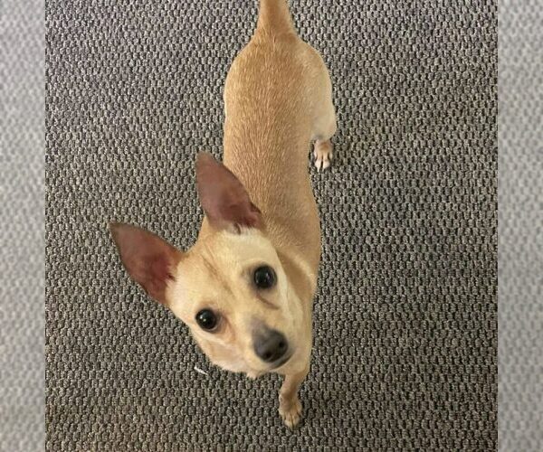 Medium Photo #1 Chihuahua Puppy For Sale in Spring Lake, NC, USA