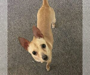 Chihuahua Dogs for adoption in Spring Lake, NC, USA