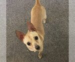 Small Chihuahua