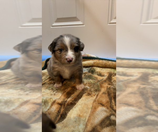 Medium Photo #5 Miniature American Shepherd Puppy For Sale in HURT, VA, USA
