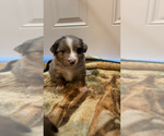 Small #4 Miniature American Shepherd