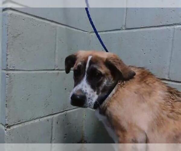 Medium Photo #1 Saint Bernard-Unknown Mix Puppy For Sale in Tulsa, OK, USA