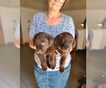 Small Photo #17 Labrador Retriever Puppy For Sale in WAGENER, SC, USA