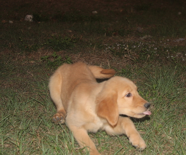 Medium Photo #3 Golden Retriever Puppy For Sale in LEHIGH ACRES, FL, USA