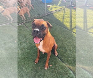Boxer Dogs for adoption in Dumont, NJ, USA