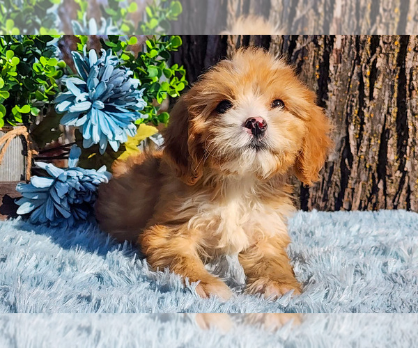 Medium Photo #2 Cavapoo-Poodle (Standard) Mix Puppy For Sale in CAPAC, MI, USA
