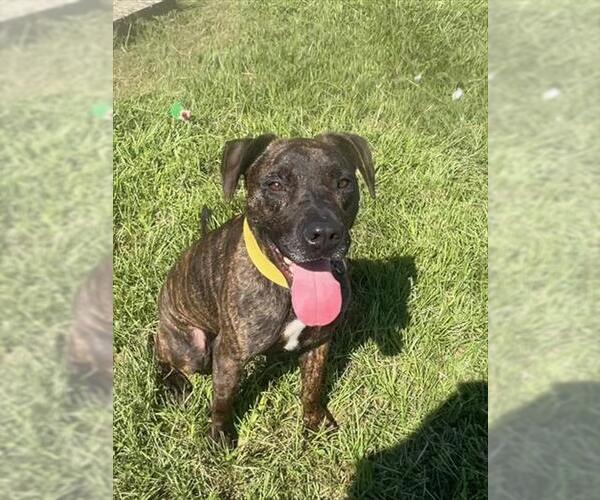 Medium Photo #2 Plott Hound-Unknown Mix Puppy For Sale in Tavares, FL, USA