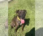 Small #1 Plott Hound Mix