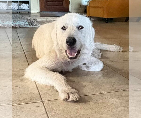 Medium Photo #1 Great Pyrenees-Unknown Mix Puppy For Sale in Houston, TX, USA