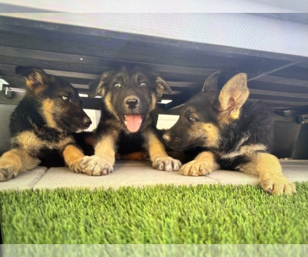 Medium Photo #1 German Shepherd Dog Puppy For Sale in PHOENIX, AZ, USA
