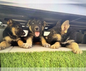 German Shepherd Dog Puppy for sale in PHOENIX, AZ, USA