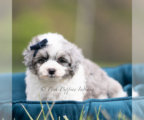 Medium Photo #5 Maltipoo (Miniature) Puppy For Sale in WARSAW, IN, USA