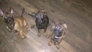 Belgian Malinois Puppy for sale in SAN TAN VALLEY, AZ, USA