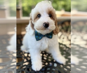 Australian Labradoodle Puppy for sale in NAPLES, FL, USA