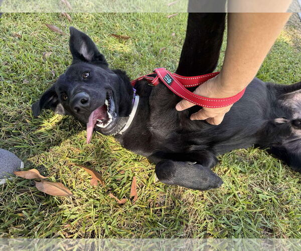 Medium Photo #5 Labrador Retriever-Unknown Mix Puppy For Sale in San Diego, CA, USA