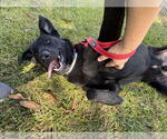 Small #4 Labrador Retriever Mix