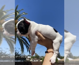 French Bulldog Puppy for sale in TEMECULA, CA, USA