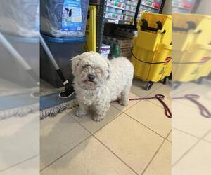 Poodle (Miniature) Dogs for adoption in Ojai, CA, USA