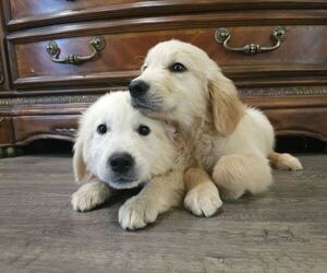 Golden Retriever Puppy for sale in SACRAMENTO, CA, USA