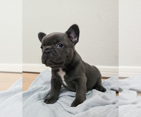 Medium Photo #3 French Bulldog Puppy For Sale in SPRING, TX, USA