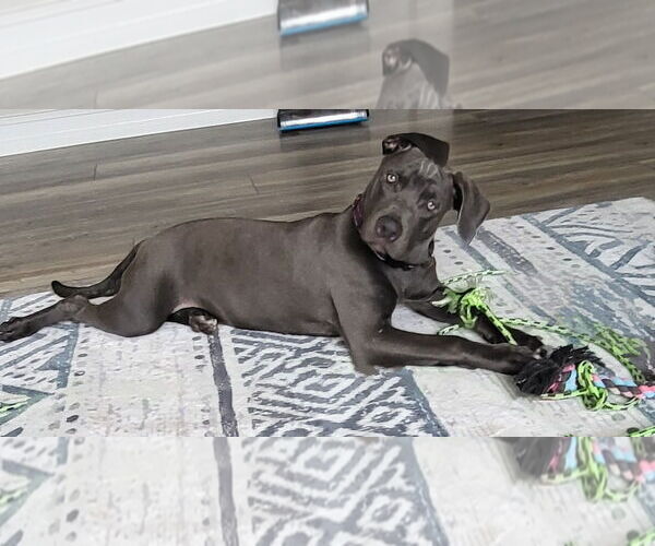 Medium Photo #5 American Pit Bull Terrier-German Shepherd Dog Mix Puppy For Sale in Tampa, FL, USA