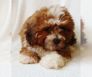 Maltipoo Puppy for sale in PEABODY, MA, USA