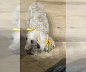 Chiquita - Female Miniature Schnauzer-Poodle (Miniature) Mix Dog for Adoption - Photo #2