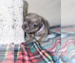 Small #3 French Bulldog