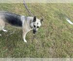 Small German Shepherd Dog