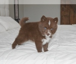 Small #5 Pomsky