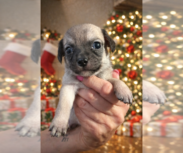 Medium Photo #1 Poodle (Miniature)-Unknown Mix Puppy For Sale in San Diego , CA, USA