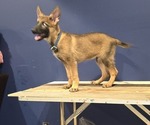 Puppy Puppy 5 German Shepherd Dog