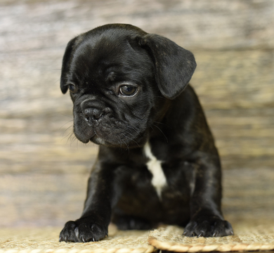 Medium Photo #1 French Bulldog Puppy For Sale in EDMONDS, WA, USA