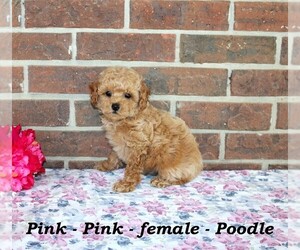 Poodle (Toy) Puppy for sale in CLARKRANGE, TN, USA