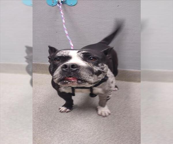 Medium Photo #1 Mutt Puppy For Sale in Las Vegas, NV, USA