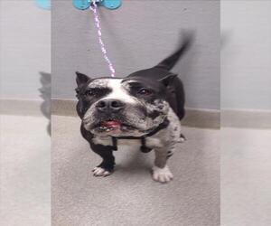 Mutt Dogs for adoption in Las Vegas, NV, USA