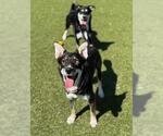 Small #1 Australian Kelpie