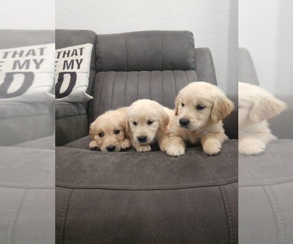 Medium Photo #5 Golden Retriever Puppy For Sale in ELVERTA, CA, USA