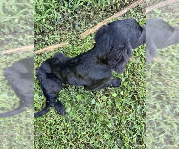 Medium Photo #2 Flat Coated Retriever-Golden Retriever Mix Puppy For Sale in EVA, AL, USA