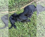 Small #1 Flat Coated Retriever-Golden Retriever Mix