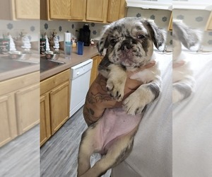 French Bulldog Puppy for sale in GLEN BURNIE, MD, USA