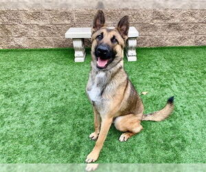 Mutt Dogs for adoption in Moreno Valley, CA, USA