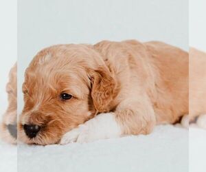 Goldendoodle Puppy for sale in FARMVILLE, VA, USA